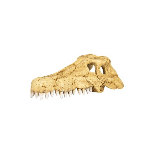 Crocodile Skull Hide Cave ERS34 Series