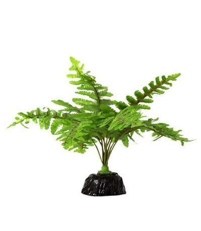 Fern TP015