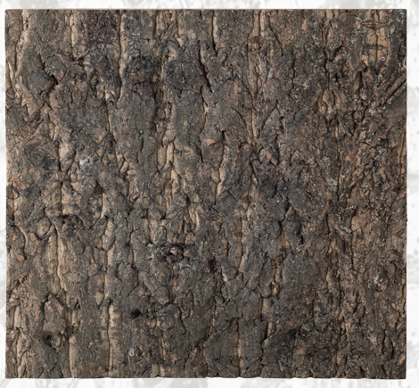 Cork Background NCT03