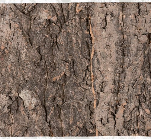 Cork Background NCT04