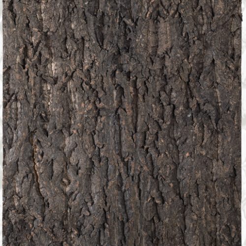 Cork Background NCT05