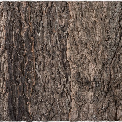 Cork Background NCT06